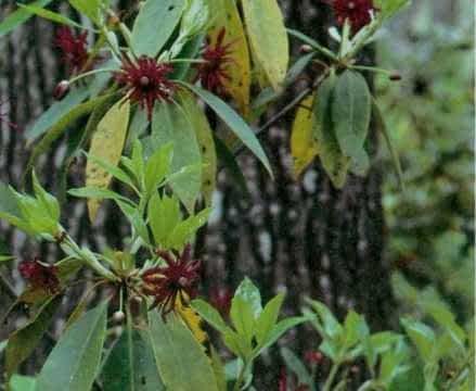 fruiting feet silverbell diptera halesia