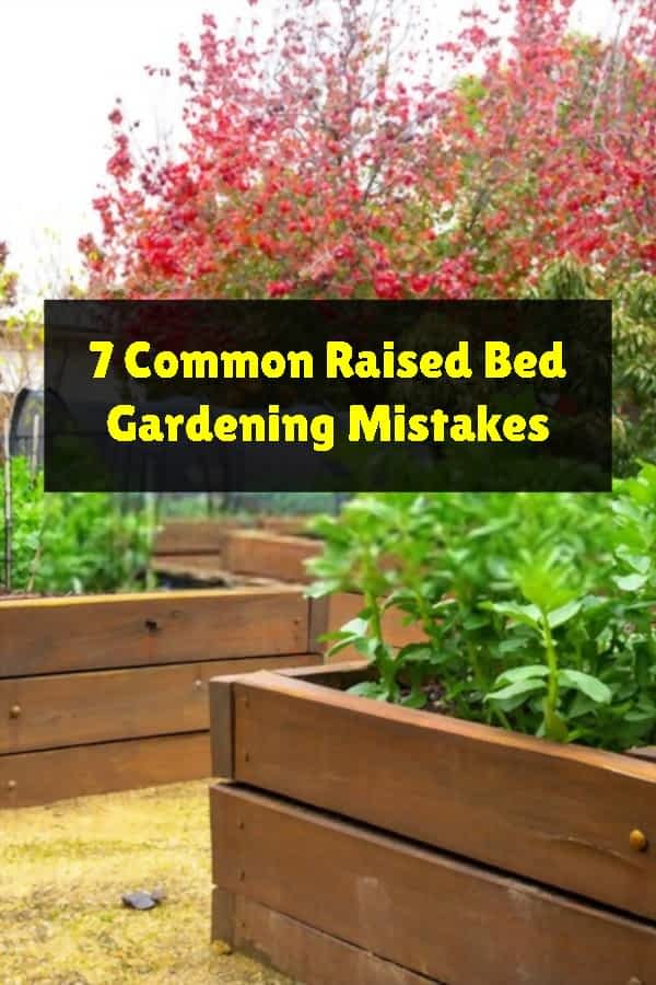 7 Common Raised Bed Gardening Mistakes